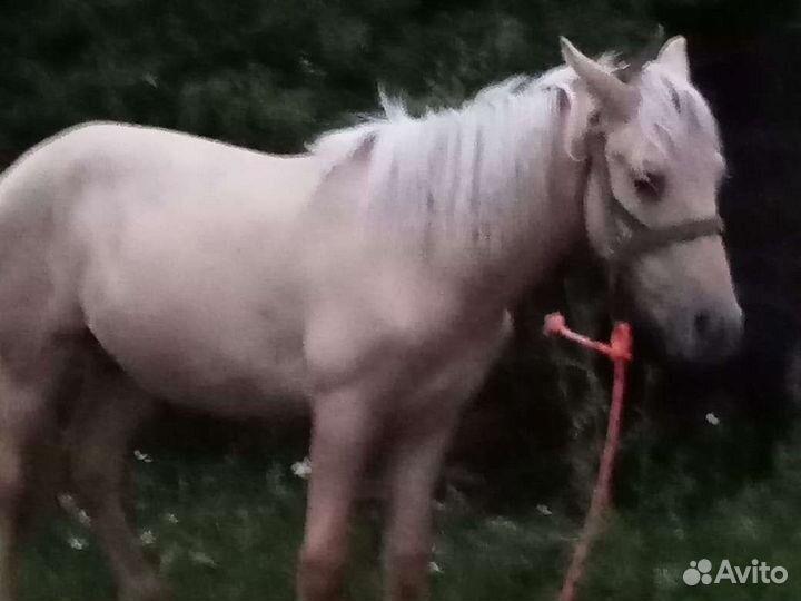 Лошади и бычок