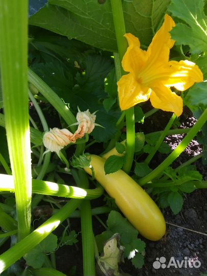 Продам кабачки