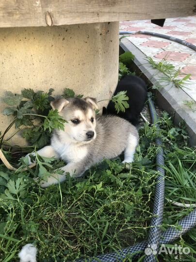 Щенки хаски