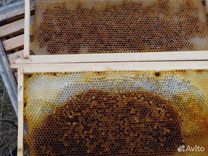 Перга пчелиная