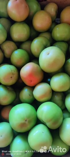 Помидоры зеленые