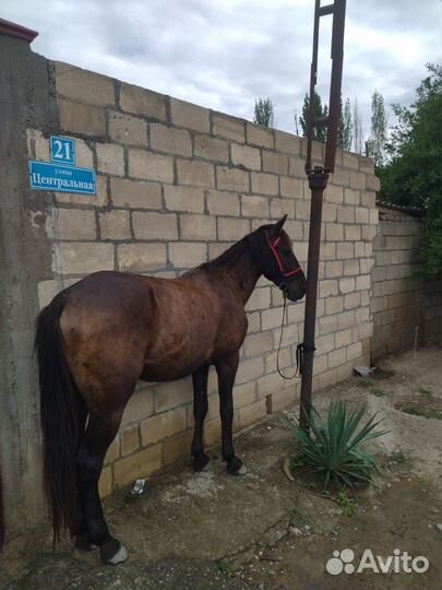 Лошадь жеребец