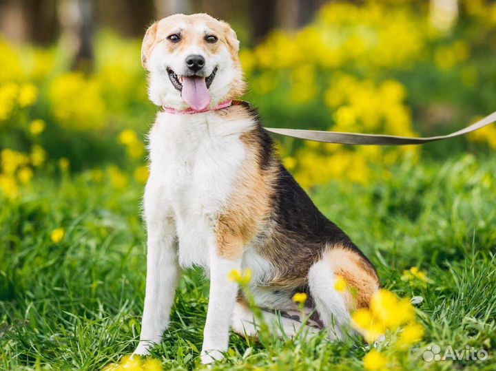 Собака Вайлет в добрые руки