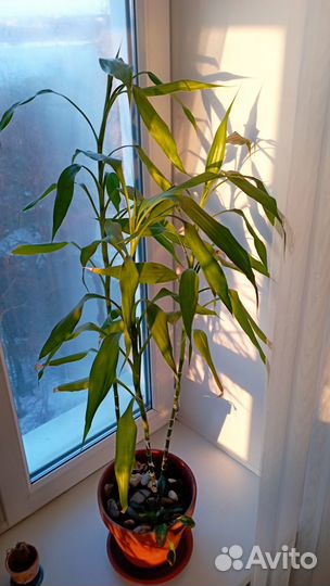 Ствол бамбука