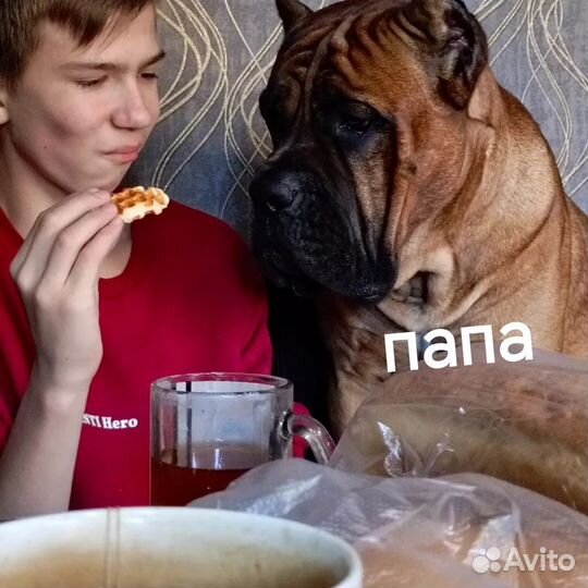 Щенки кане корсо
