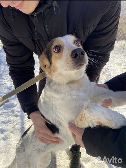 Собака Люся в добрые руки