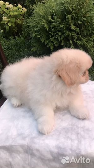 Щенки пекинеса