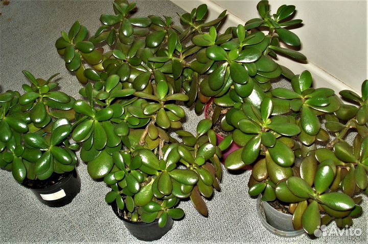 Цветы комнатные