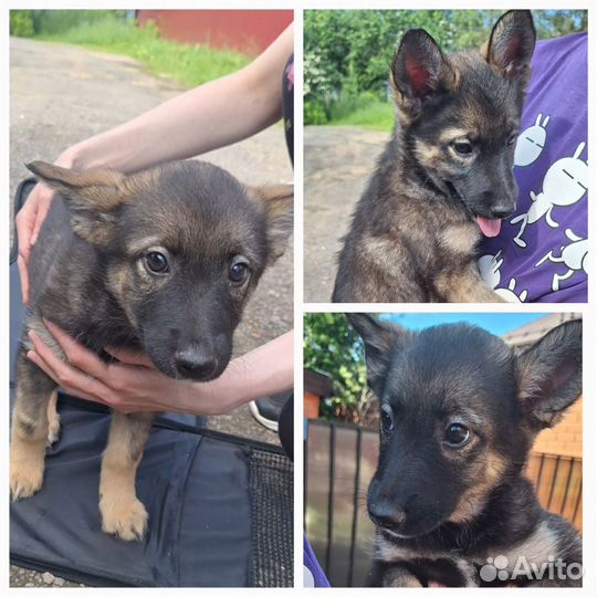 В поисках любящих мам и пап застенчивая Вита