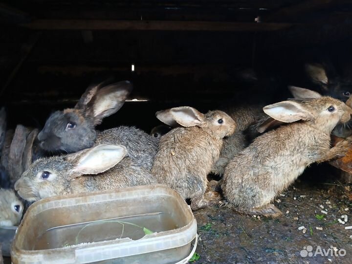 Кролики мясных пород великаны