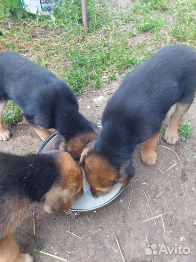 Щенки породы русская гончая
