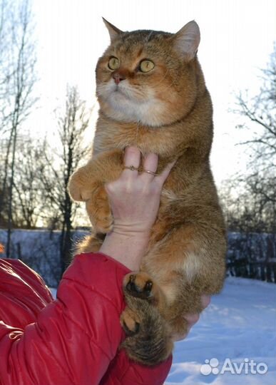 Вязка с золотым котом