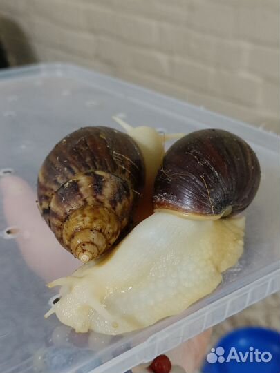 Зооняня, присмотрю за домашними животными