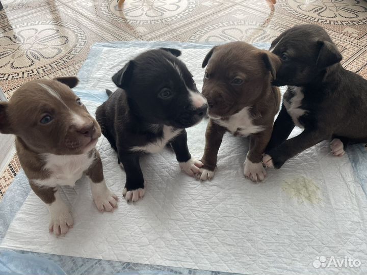 Щенки стаффорда