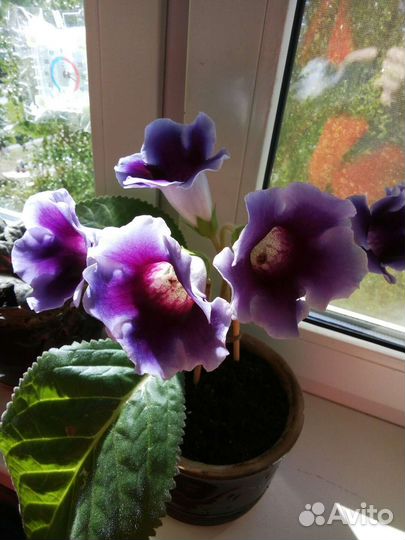 Глоксинии-листы