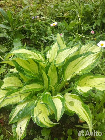 Саженцы хосты