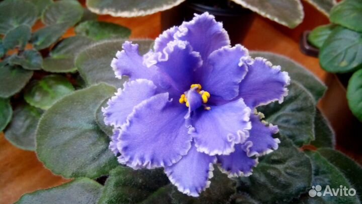 Фиалки сортовые