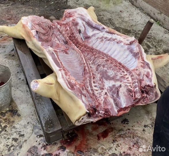 Мясо свинина домашняя