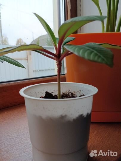 Молочай беложильчатый