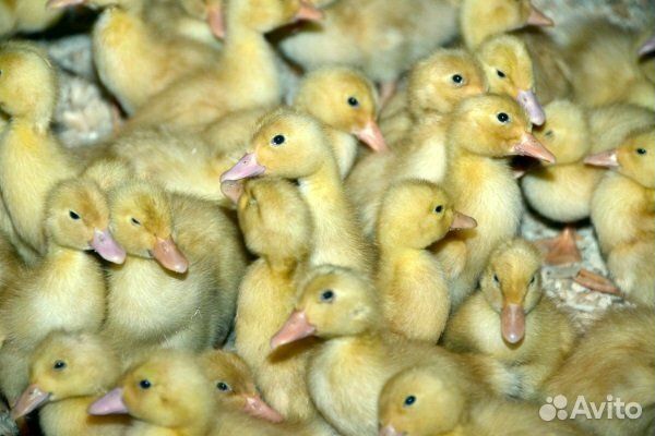 Утята стар 53