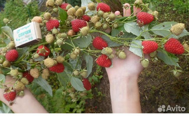 Малина саженцы ремонтантная сорта Химбо Топ