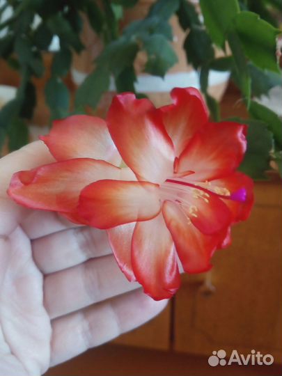 Фикус, хойя, клеродендрум, шлюмбергера