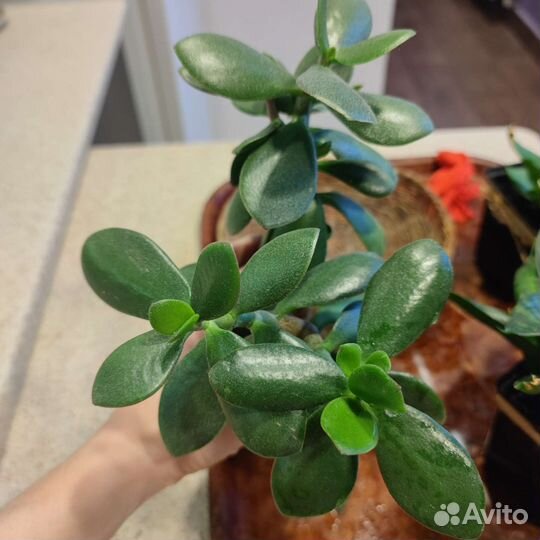 Крассула толстянка