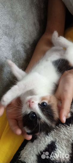 Три малыша в добрые руки