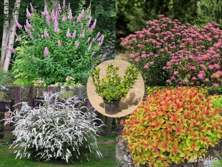 Саженцы спиреи