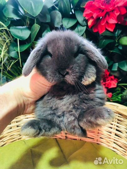 Декоративные кролики