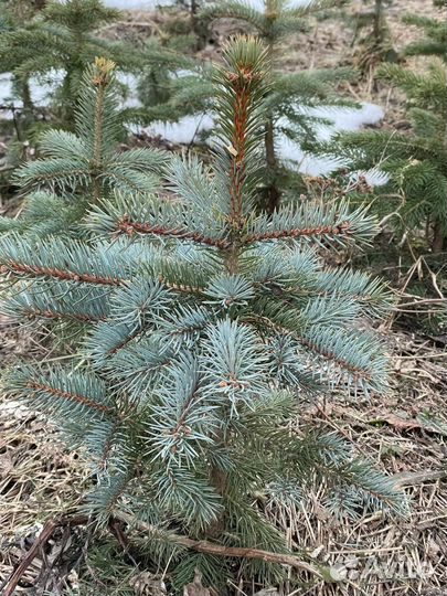 Ель колючая голубая Маджестик Блю