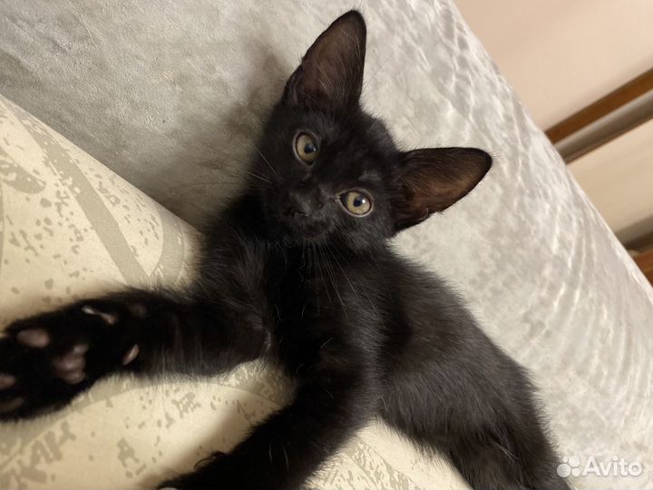 Черный котенок бесплатно