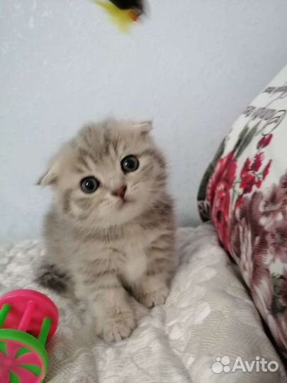 Котята манчкин