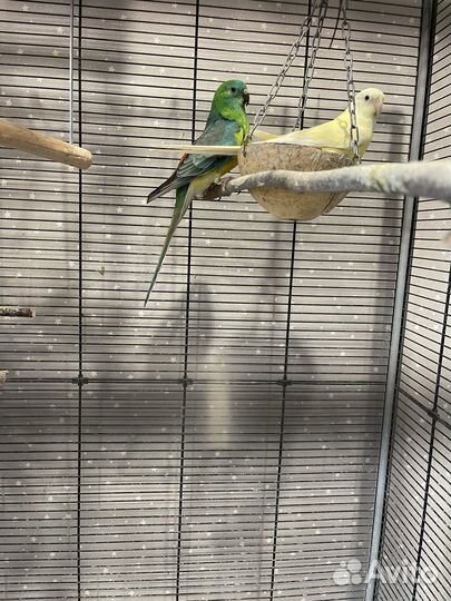 Певчие попугаи (пара)