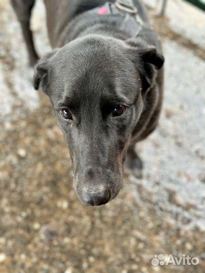 Киану грустит в приюте