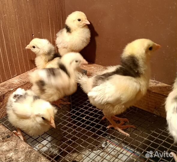 Цыплята