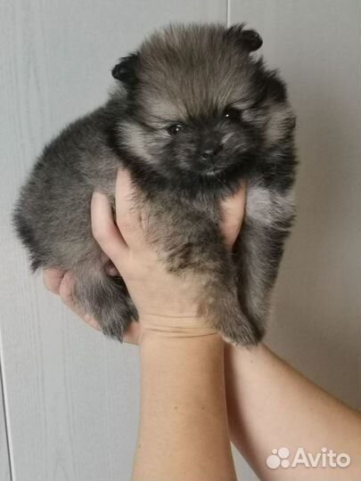 Шпиц мишка мини малышка