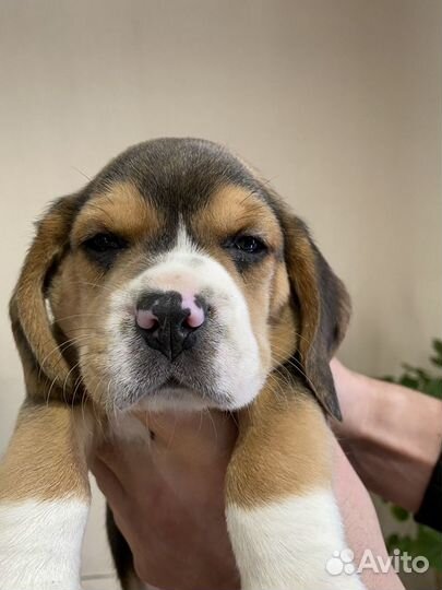 Щенки бигль из питомника