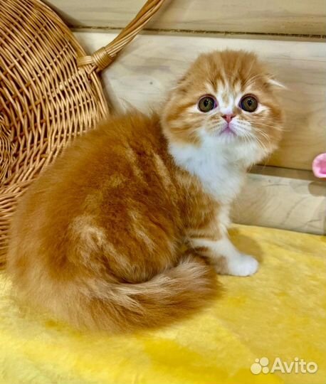 Шотландская