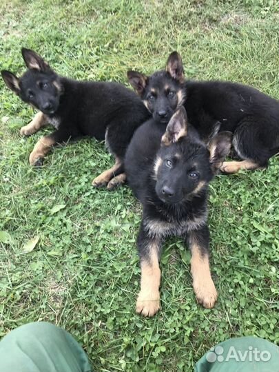 Щенки немецкой овчарки