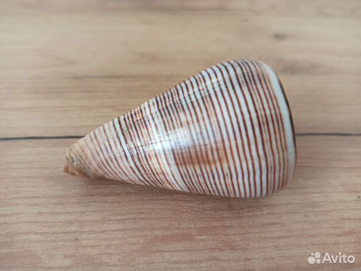 Морская раковина