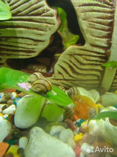 Улитки аквариумные ампулярии