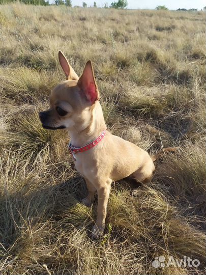 Собака чихуахуа мини (девочка)