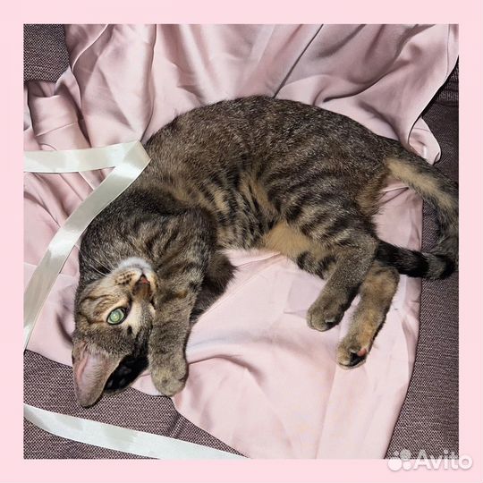 Кошка, котенок