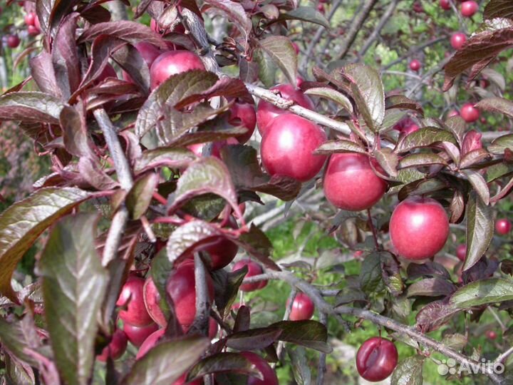 Слива краснолистная 