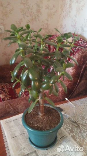 Толстянка денежное дерево