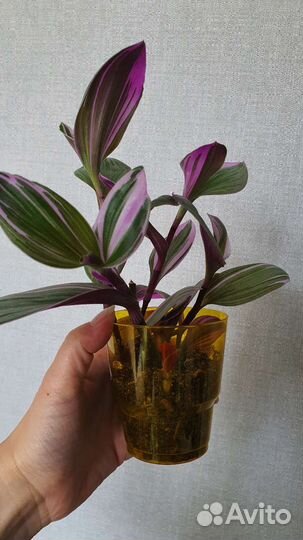 Традесканция nanouk