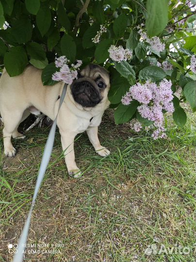 Мопс вязка мальчик