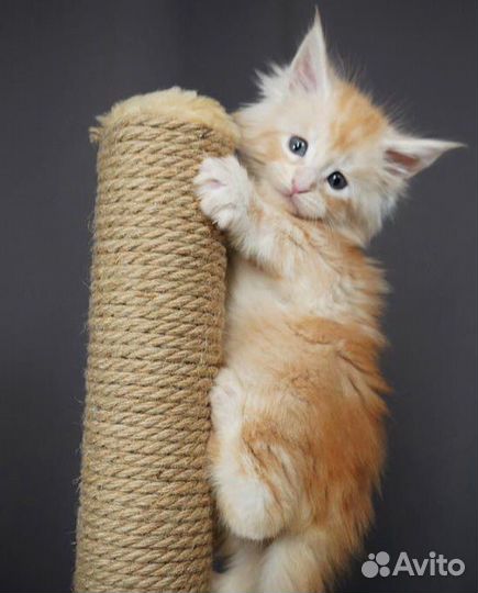 Детки мейнкунов