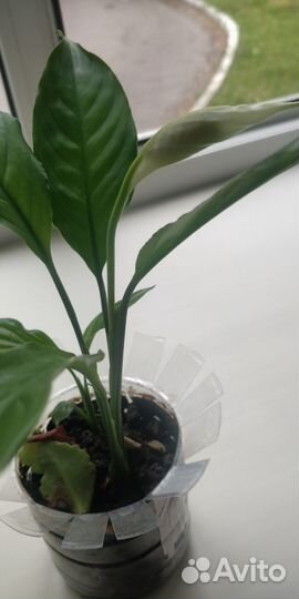 Спатифиллум